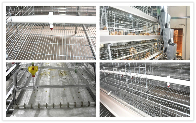 a Frame Pullet Chicken Cage System with Automatic Drinking System