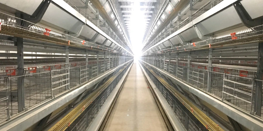 Chicken Farm H Type Battery Chicken Cage and Poultry Cage System with Automatic Egg Collection Machine