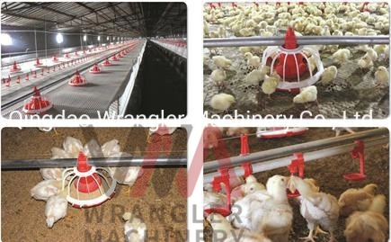 Automatic Chicken Feeding System for Poultry House Ground Floor Feeder Broiler Farm Equipment China Price