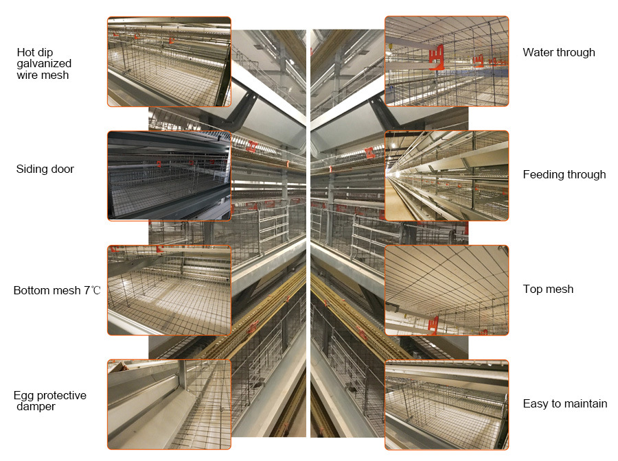 H Type Layer Chicken Cages with Automatic Egg Collection System