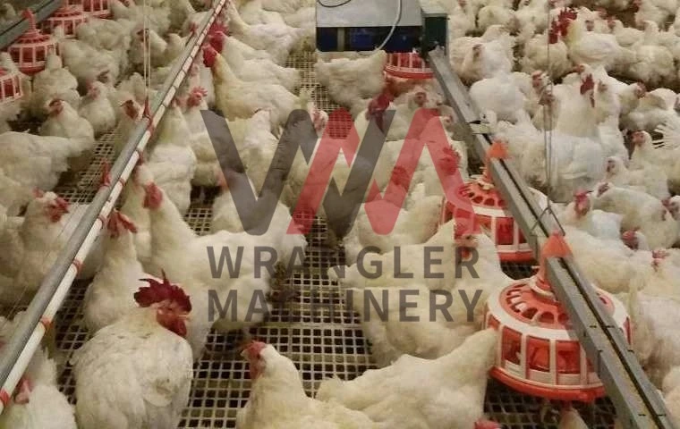 Chicken Poultry Farm Equipment for Broiler House Floor Ground Automatic Pan Feeding System