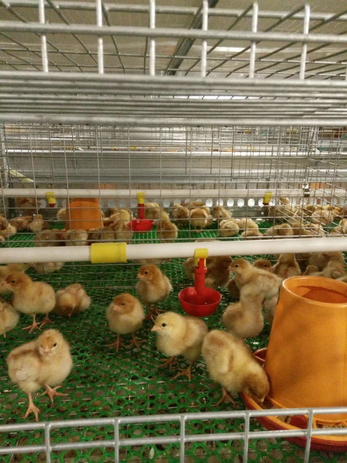 Professional Manufacturer Chicken Drinking System for Poultry Farm