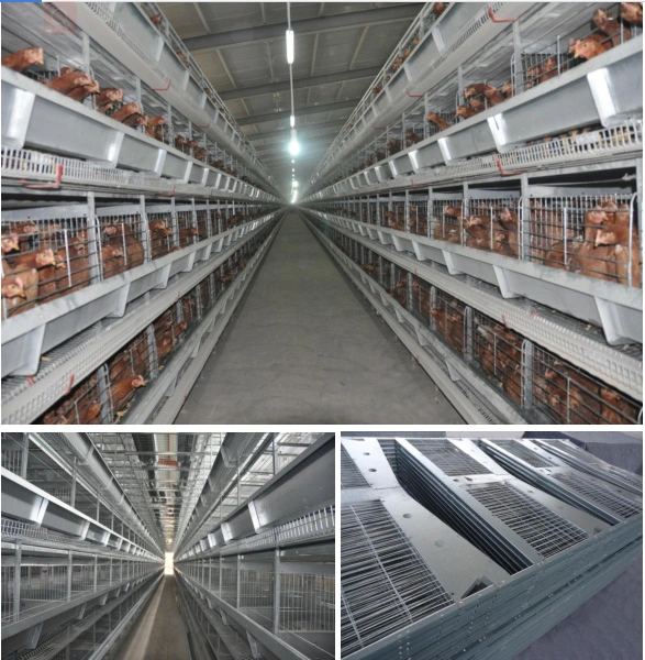 Poultry Chicken Farm Hens Layer Cage with Automatic Egg Collection