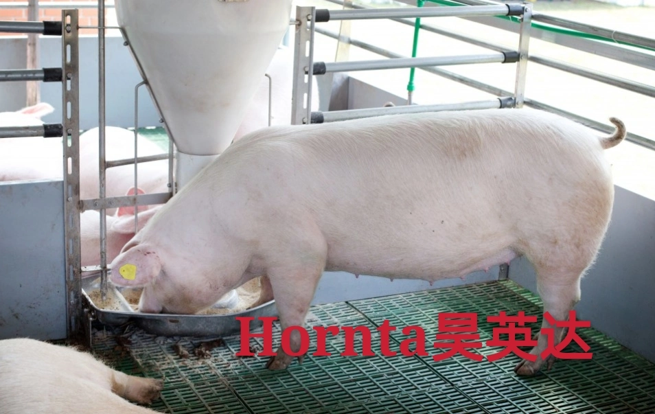 Animal Equipment Plastic Pig Feeder Wet and Dry Feeder Trough