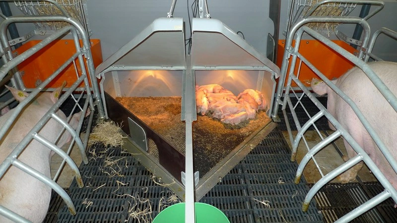Pig Farming Equipment Farrowing Crate
