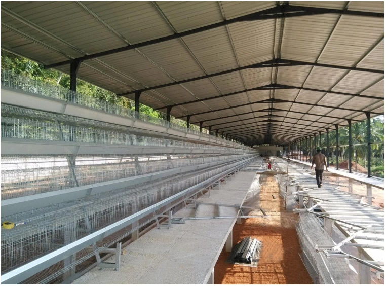 Poultry Farm Layer Chicken Cage with Automatic Egg Collection System