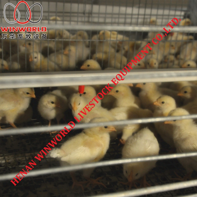 Qatar Poultry Farming H Type Day Old Chicken Cages with Automatic Feeding Machine