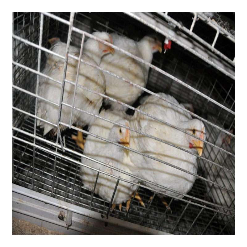 Full Automatic Broiler Cage Poultry Cage Chicken Cage