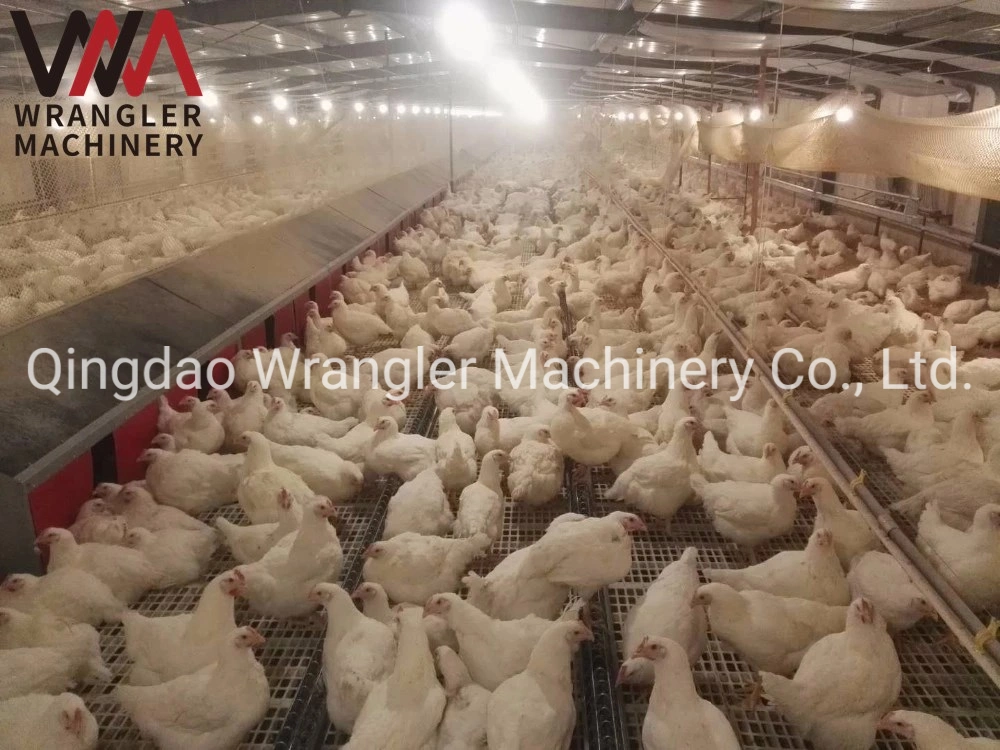 Chicken Farms Automatic Egg Nest for Laying Hen/Egg Automatic Collection Equipment