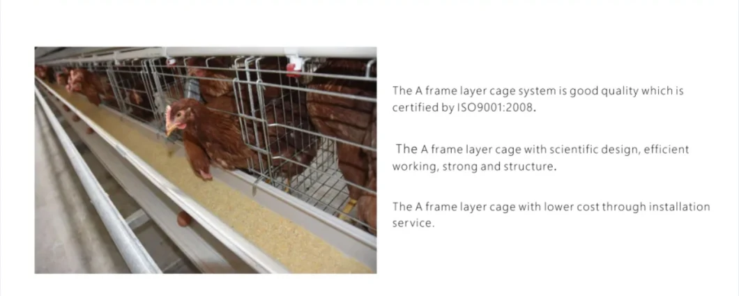 a Type Chicken Cage Raising Equipment and Poultry Farm Equipment