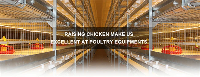 Broiler poultry farm equipment with poultry automatic feeding system