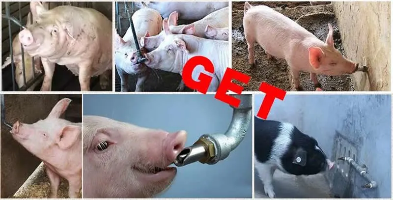Pig Nipple Drinker for Pig in Cage Drinking Water