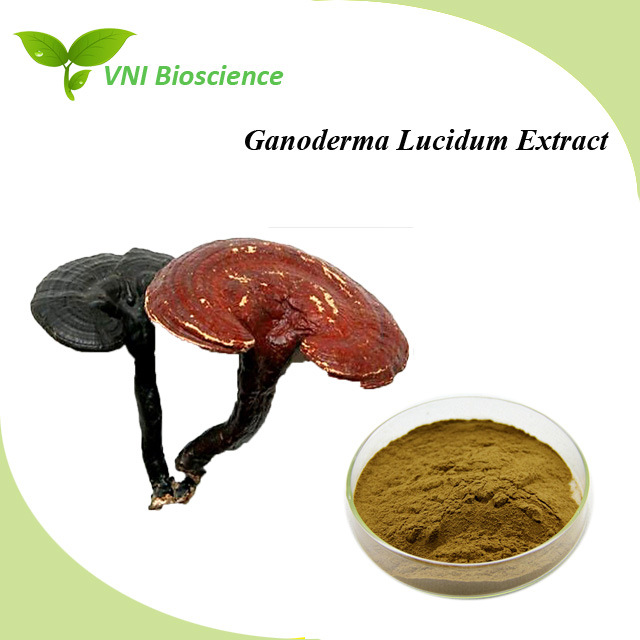 ISO SGS Certified Lucid Ganoderma Extract/Ganoderma Lucidum Extract