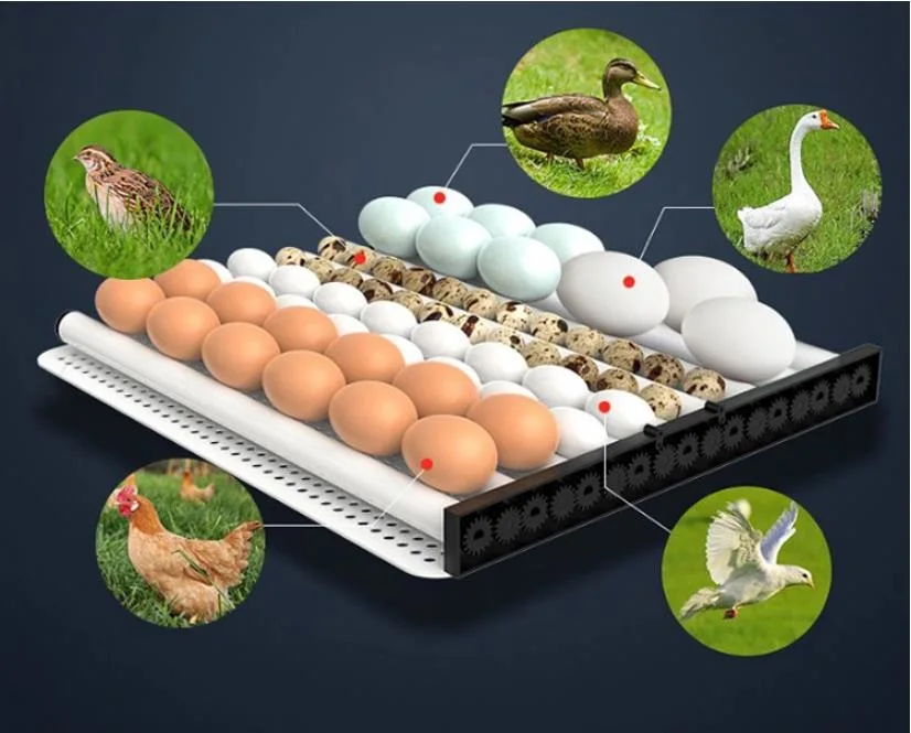 Professional Family Use Mini Chicken/Duck/Goose/Quail/Ostrich Egg Incubator