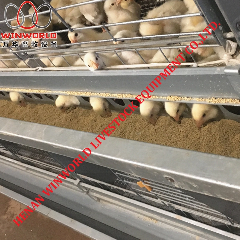 Qatar Poultry Farming H Type Day Old Chicken Cages with Automatic Feeding Machine