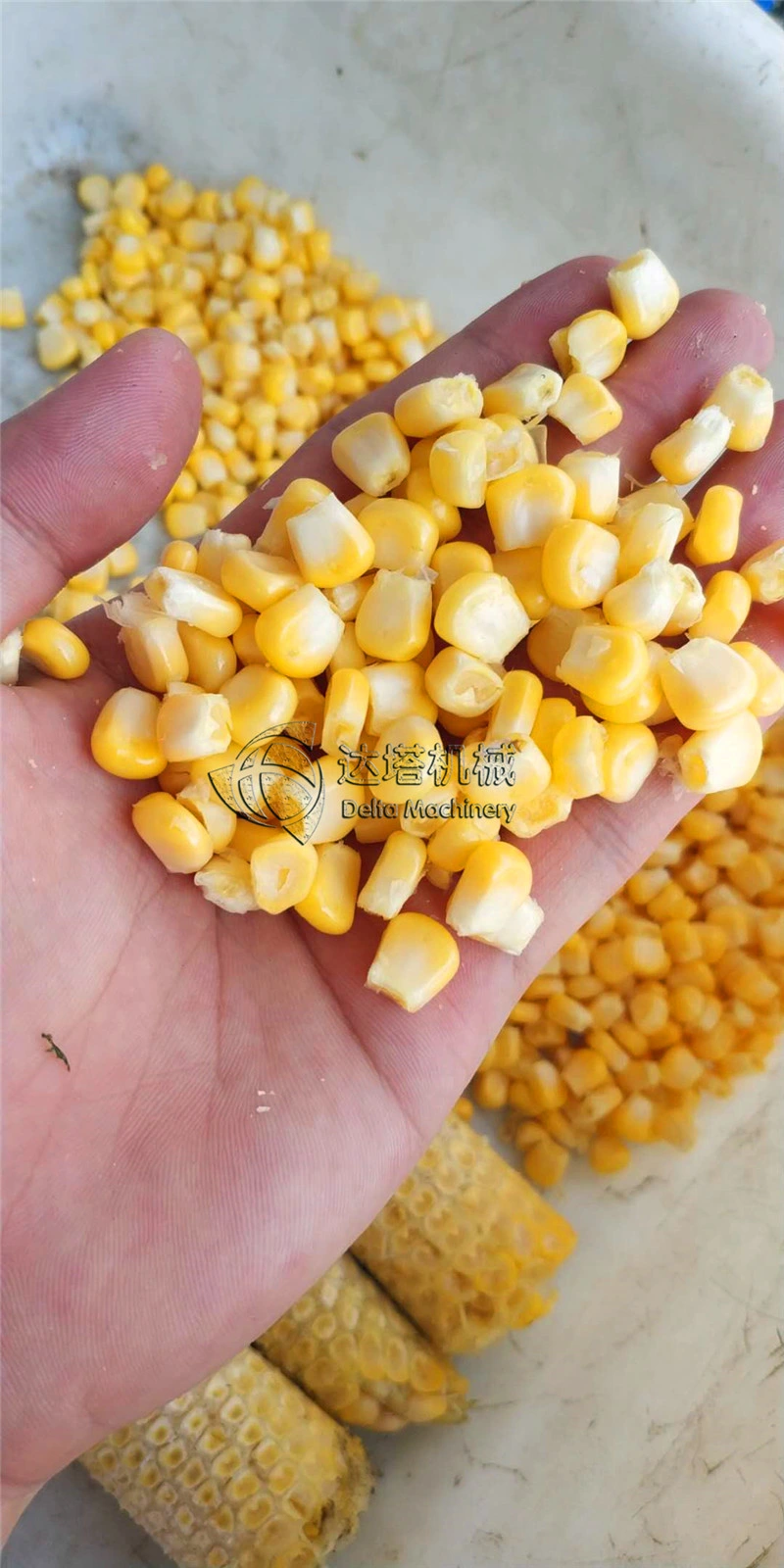 Commerical Sweet Canned Corn Maize Processing Shelling Machine   Sweet Corn Thresher Machine