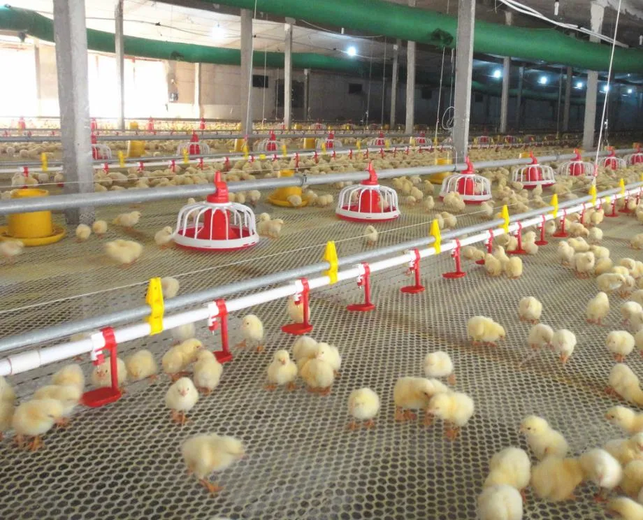 Poultry Farm Equipment/Chicken House System/Chicken System Feeding Line with Good Quality Used in Chicken House