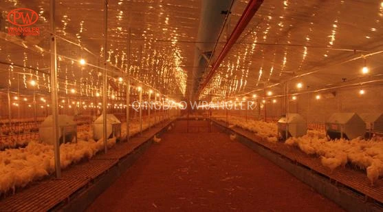 Chain Trough Feeding System for Broiler Breeder Pullet