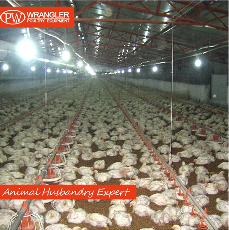 Chicken Farm House Automatic Pan Feeder / Broiler Feed Auger Breeding Equipment