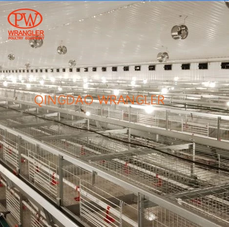 Pullet Rearing Cage Automatic Feeding and Drinking System, H-Type Cage