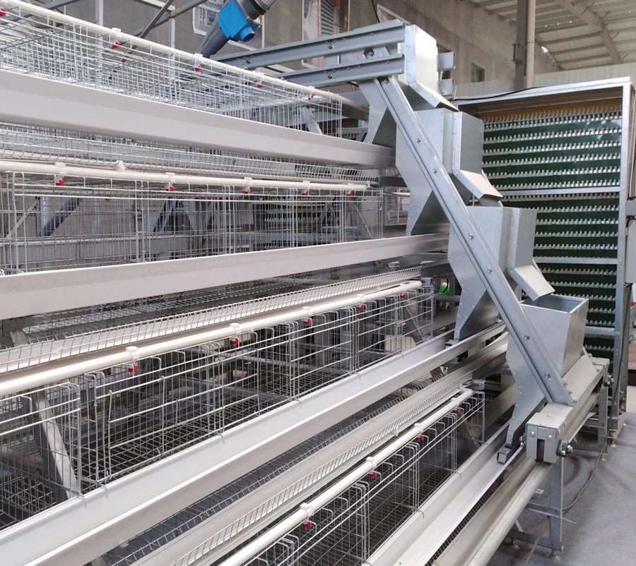 a Type Poultry Farm Layer Chicken Cages with Automatic Feeding System