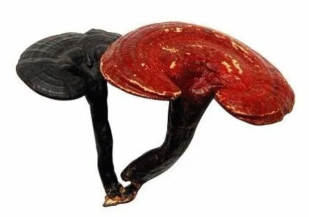 Mushroom Reishi Powder Reishi Extract Ganoderma Lucidum L. Beta Glucan 30% Polysaccharides 30% Triterpennoids 2%