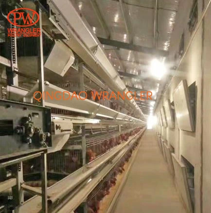 Pullet Rearing Cage Automatic Feeding and Drinking System, H-Type Cage