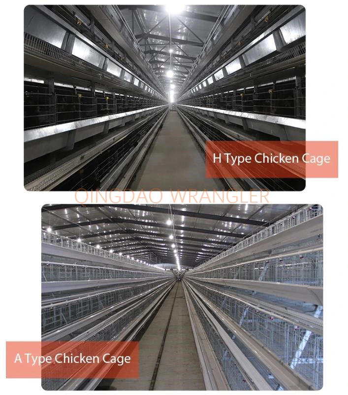 Pullet Rearing Cage Automatic Feeding and Drinking System, H-Type Cage