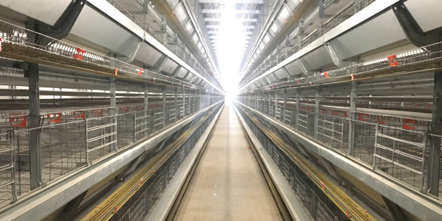 H Type Layer Chicken Cages with Automatic Egg Collection System
