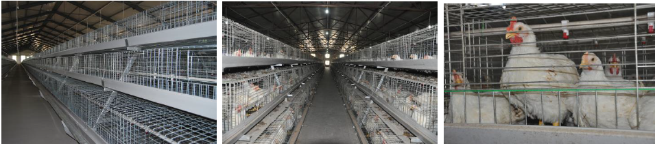 Automatic Chicken Layer/Borilercgae Farm Equipment for Sale Poultry Battery Cage Fowl Cage Automatic Poultry Equipment