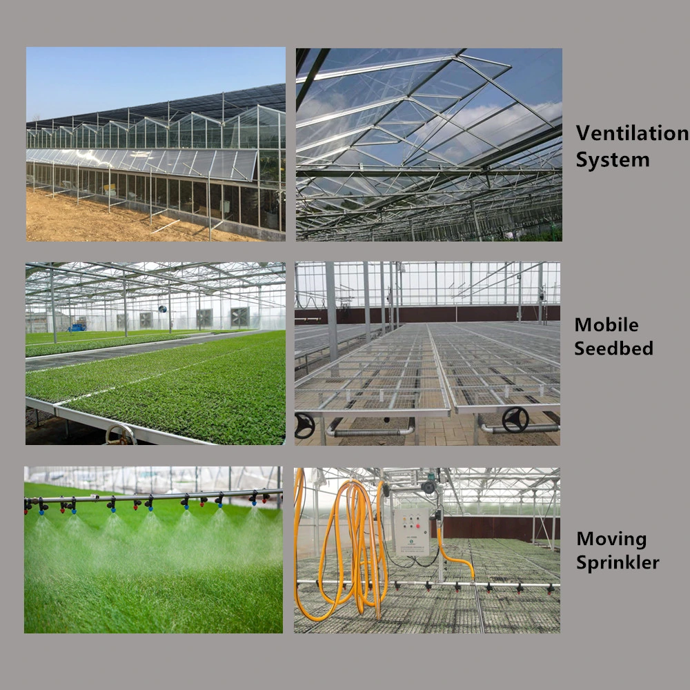 Modern Multi-Span Commercial Greenhouse with Cooling System Cooling Pad/Fans