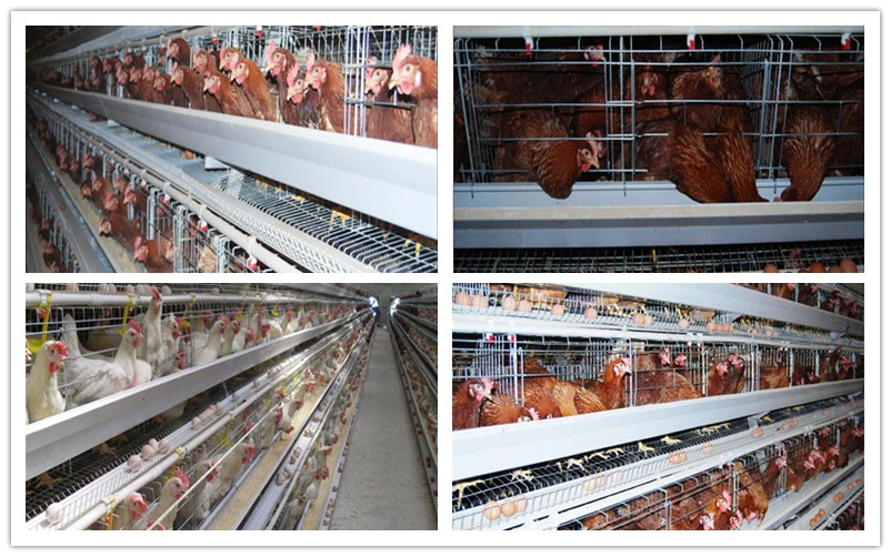 a Type Layer Chicken Cage, Hen Coop Layer Cages, Birds Cages, Poultry Farm Mesh