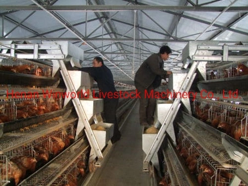 a Frame Chicken Cage for Layer with PVC Feed Trough and Drinker Lowest Price