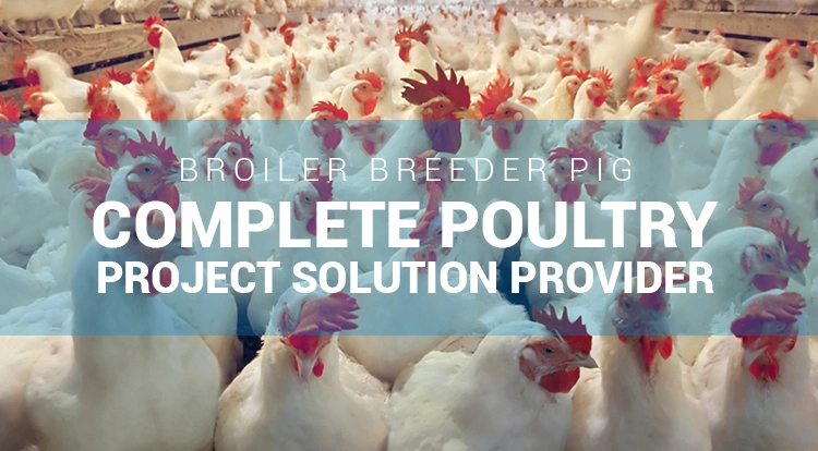 Hot Sell Poutlry Farm Equipment Automatic Chicken Broiler Feeding Pan System