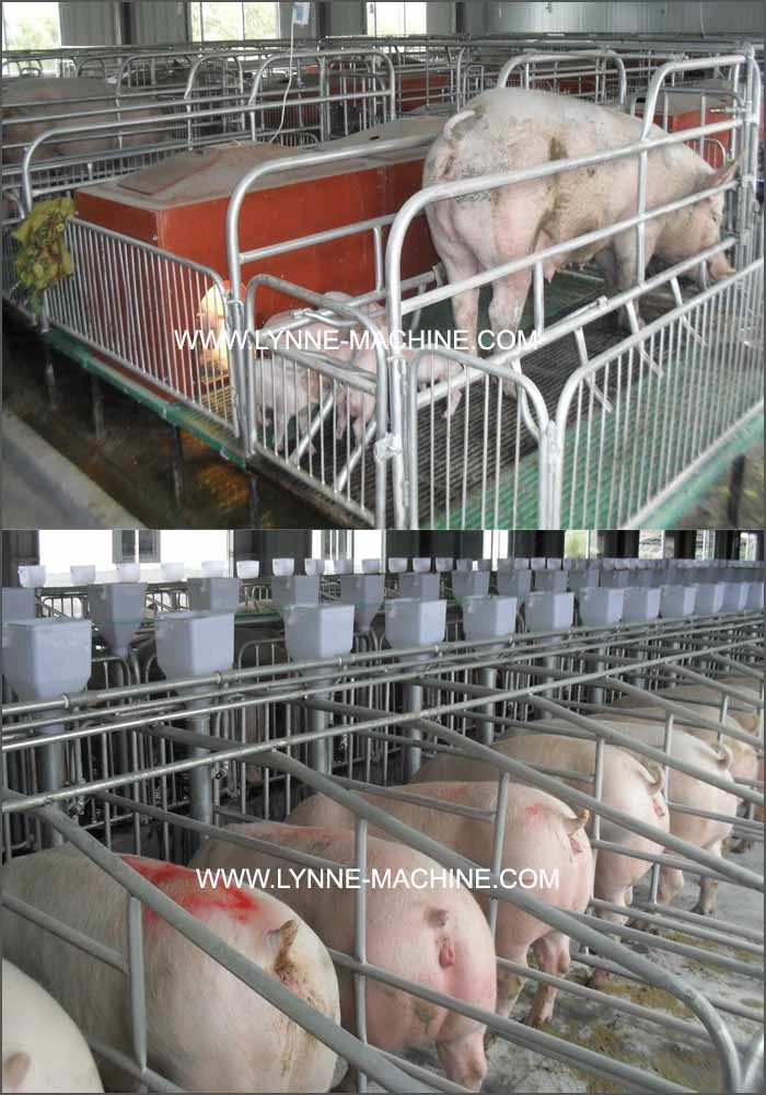 304 Stainless Steel Double Side Automatic Pig Feeder Cheap Price for Sale