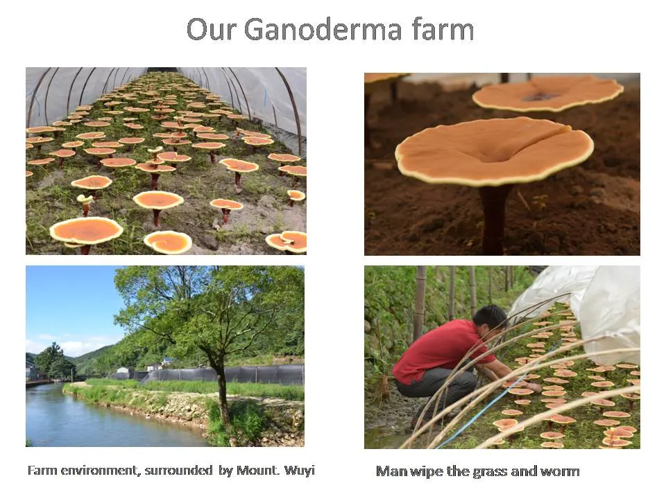 Organic Reishi Mushroom Herbal Tea with Ganoderma Reishi Extract
