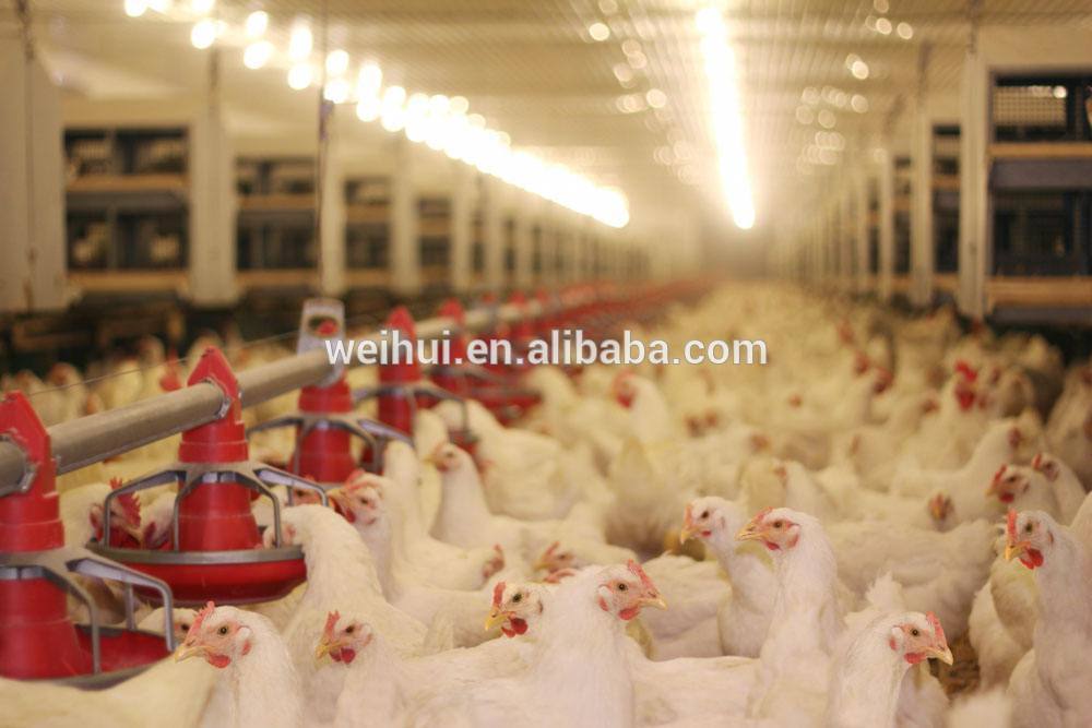 Automatic Coreless Auger Feeder for Poultry Chicken Farm Auger Spring