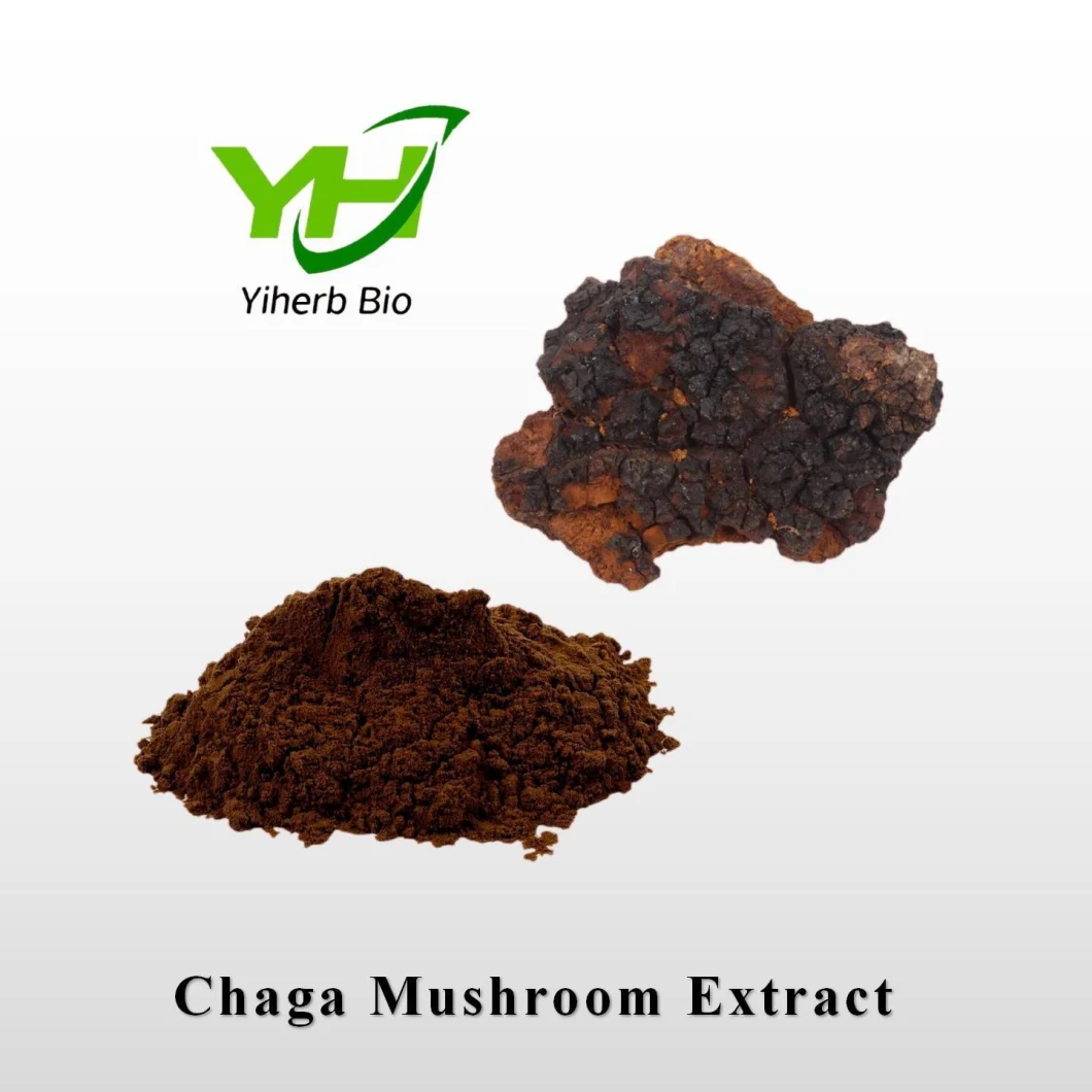 Natural Water Solubility Chaga Mushroom Extract