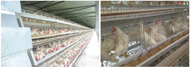 Automatic Egg Collection System Layer Hens Cage for Poultry Farm