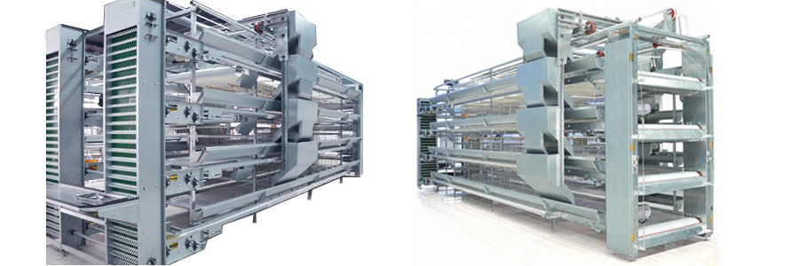 H Type Layer Chicken Cages with Automatic Egg Collection System