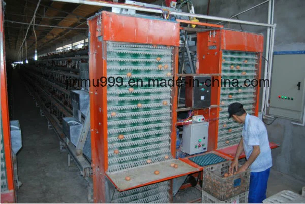 Automatic Poultry Feeding System Chicken Battery Cage/ Chicken Raising Equipment