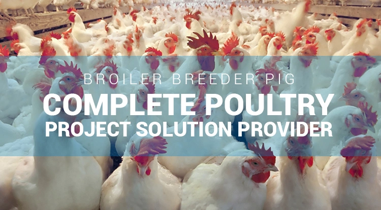 Chicken Feeder Line Chicken Automatic Feeding System Feeding Pan Line