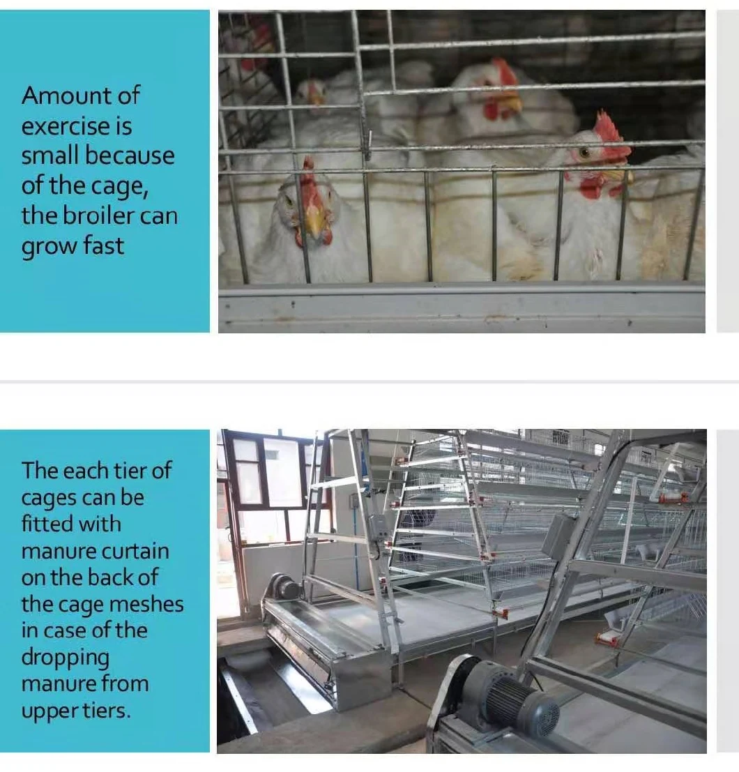 Broiler/Layer Feeding Cage with PVC Feed Trough Lowest Price