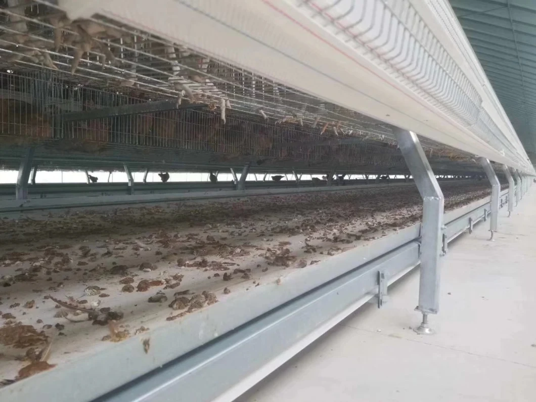 Automatic Poultry Farms Equipment /Galvanized Chicken Battery Cage for Layer Chicken