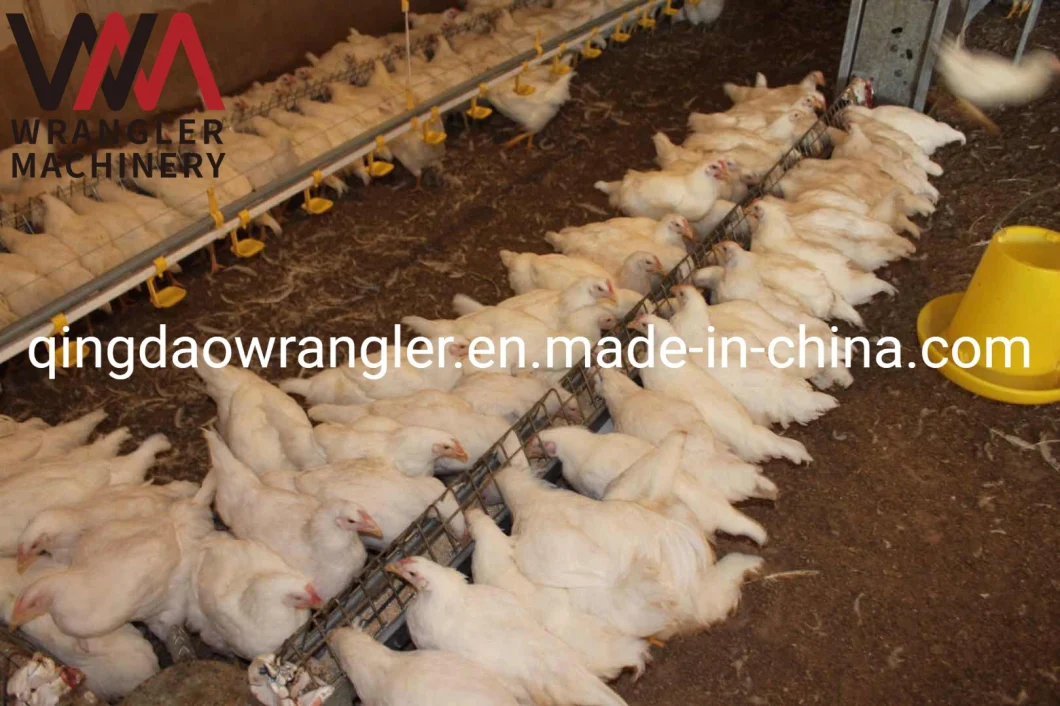 Good Price Chicken Farming Broiler Breeder Open Trough Feeding Equipment System
