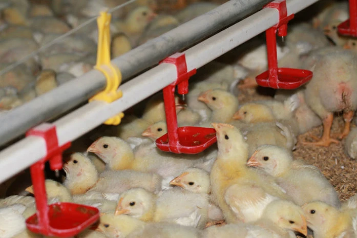 High Quality Automatic Drinking System for Poultry Farm