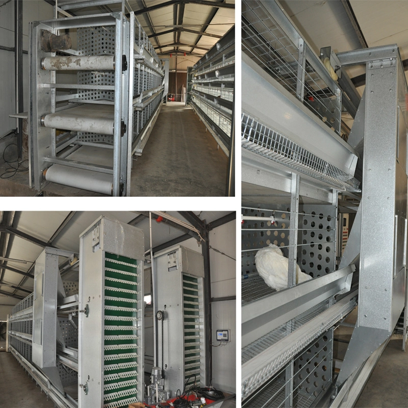 Automatic Layer/Broiler Breeder Cage with PVC Feed Trough Good Price