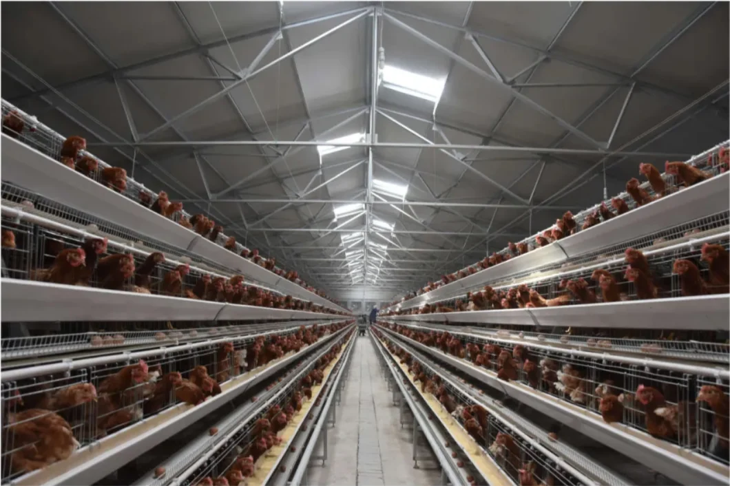 a Type Chicken Cage with Fully Automatic Egg Collection Equipment