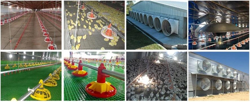 Poultry Growing System Broiler Growing Feeding and Drinking System