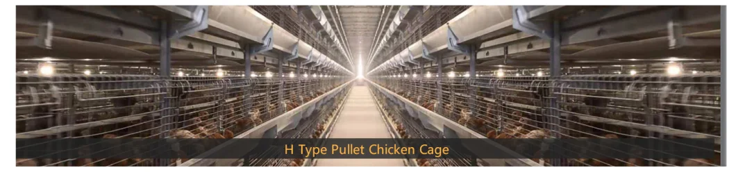 Hot galvanized automatic laying chicken for growing layer and pullets